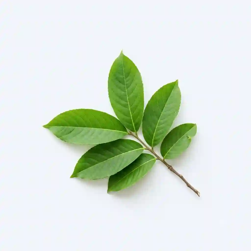 banaba-leaf